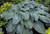 Hosta 'Blue Angel' 2L