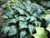 Hosta 'Elvis Lives' 2.5L