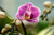 Phalaenopsis Orchids - Mini 9cm