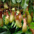 Hanging Pitcher Plant Hanging 150 mm Hanging Pitcher Plant Hanging 150 mm
