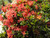 Ixora coccinea 2L