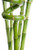 Lucky Bamboo Small 20cm