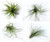 Air Plants Large Each