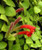 Aeschynanthus parvifolius 17cm