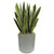 Sansevieria Var 20cm