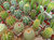 Cacti Assorted GOL