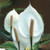 Spathiphyllum 'Peace Lily' 25cm