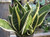 Sansevieria 'Futura Superba' 15cm