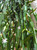 Rhipsalis paradoxa 17cm