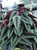 Cissus discolor 17cm