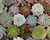Succulent Assorted 10cm (83007) 10cm