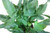 Phlebodium 'Blue Star' 14cm (87021) 14cm