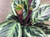 Calathea 'Medallion' 12cm (87052) 17cm
