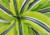 Dracaena 'Greenstripe' - Multi 8.5L