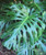 Monstera deliciosa 12cm Monstera deliciosa 12cm