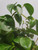 Peperomia scandens 17cm (89661) 17cm Peperomia scandens 17cm (89661) 17cm