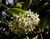 Hoya australis 1.3L