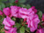 Azalea 'Happy Days' 1.3L
