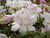 Azalea 'Bayou' 2.5L