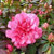 Azalea 'Ripples' 1.3L