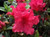 Azalea 'Red Ruffles' 2.5L