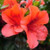 Azalea 'Firetower' 2.5L