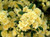 Rose banksia 'Lutea' 4.7L