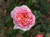 Rose 'Abraham Darby' 6L