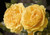 Rose 'Absolutely Fabulous' 4.7L