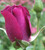 Rose 'Burgundy Iceberg' 6L