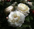 Rose 'Sir Edmund Hillary' - Cl 6L