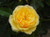 Rose 'Graham Thomas' - English 4.7L