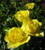 Rose 'Serendipity' 6L