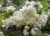 Rose banksia 'Alba' 4.7L
