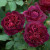 Rose 'Munstead Wood' 6L