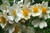 Rose 'Wedding Day' - Climber 6L