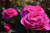 Rose 'Skyla Rose' 4.7L