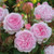 Rose 'Olivia Rose Austin' - En 4.7L Rose 'Olivia Rose Austin' - En 4.7L