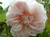 Rose 'Souvenir De La Malmaison 4.7L