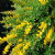 Genista 'Yellow Imp' 2.5L