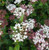 Viburnum tinus 'Gwenllian' 2.5L