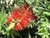 Callistemon 'Little John' 2.5L