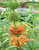 Leonotis leonurus 2.5L