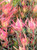 Leucadendron 'Fireglow' 3.5L
