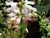 Erica collorans 'White Delight 2.5L
