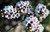 Micromyrtus ciliata PB5