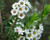Thryptomene calycina 'White' PB5