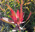 Leucadendron 'Candy Delight' 3.5L