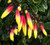Jacobinia pauciflora 'Firefly' 1.5L