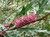 Grevillea barklyana 3.5L